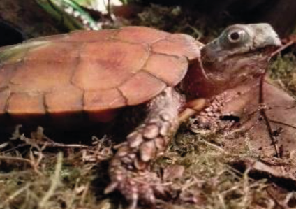 Geoemyda </br>spengleri