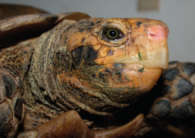 Manouria </br>impressa