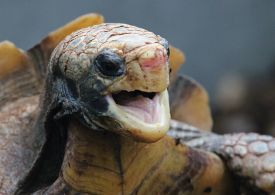 Schutz bedrohter Schildkröten