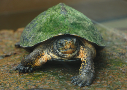 Mauremys </br>nigricans