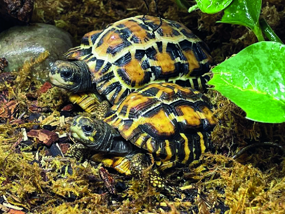 Pyxis </br>planicauda